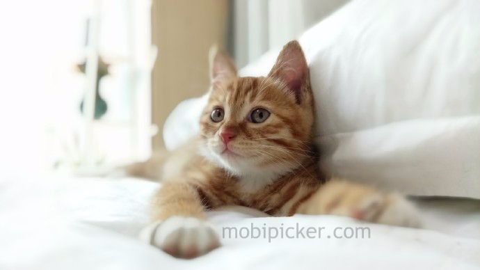 Xiaomi Redmi Pro : une appareil photo similaire un reflex ? 3 xiaomi redmi pro photo