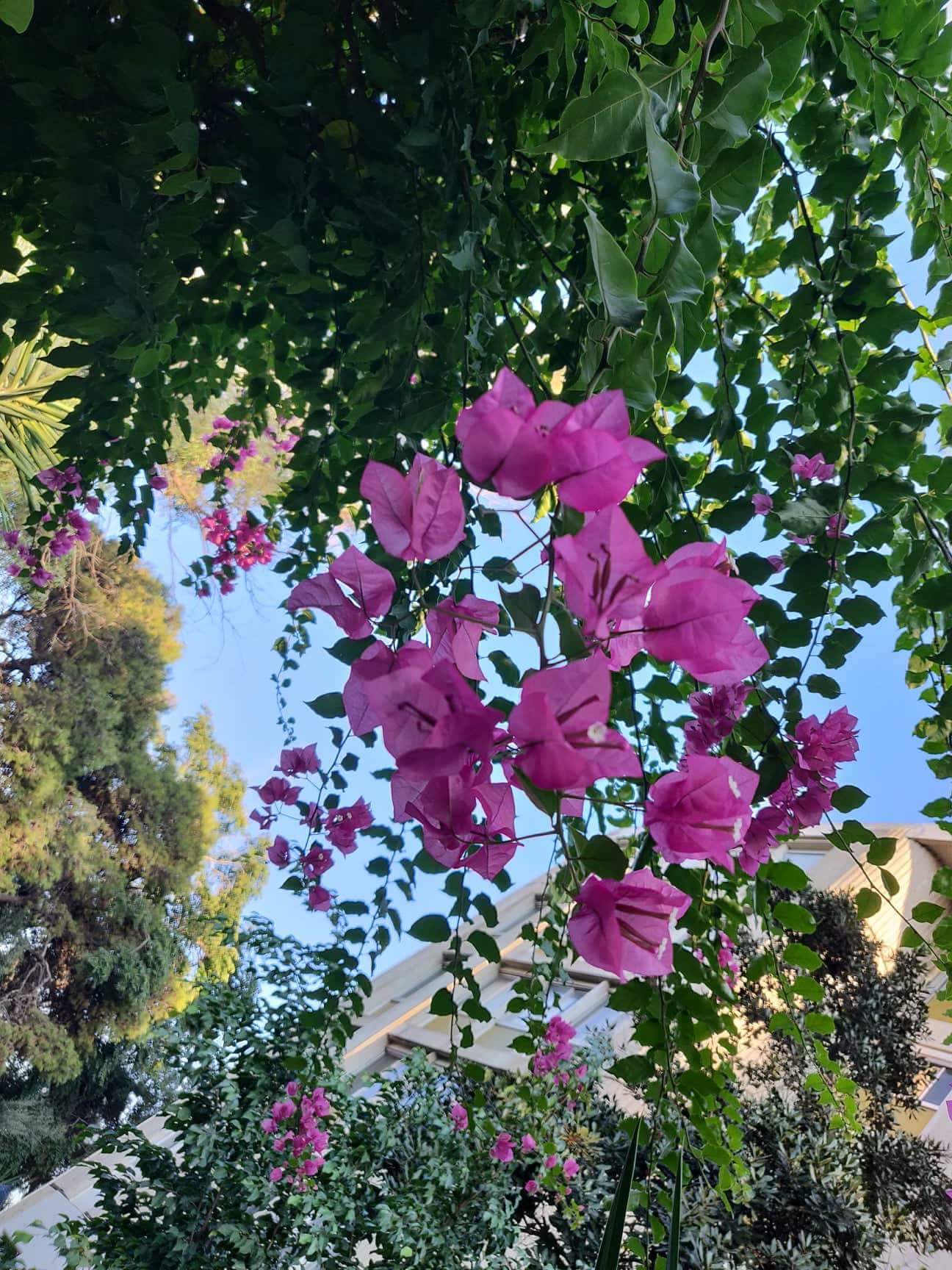 OnePlus - Android 9.0 Pie en Débarque sur le OnePlus 6 6 op pic 9