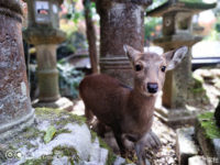 Lenovo Z5s des échantillons de photos apparaissent 3 lenovo z5s shoot 1